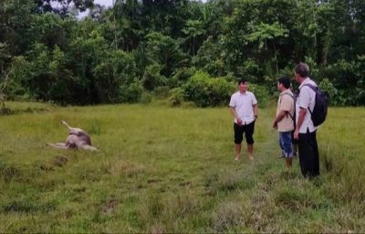 Kerbau Mati Mendadak di Simeulue, Diduga Terjangkit Penyakit Ngorok
