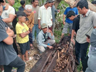 Kronologi Penemuan Tulang Manusia Dalam Pohon Aren di Sergai, Tumbang setelah Mati 4 Tahun