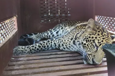 Heboh! Macan Tutul Nyasar Masuk Hotel di Bandung, Diduga Kabur dari Lembang Park & Zoo