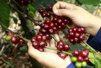 Indonesia Ekspor 206.700 Ton Kopi pada Paruh Pertama 2025