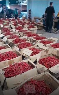 Pemprov Sumut Kembali Gelontorkan Cabai Merah, Hasilnya Sudah Mulai Kelihatan