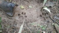 Teror Harimau Hantui Warga Deli Serdang: Jejak Misterius hingga Auman di Tengah Malam