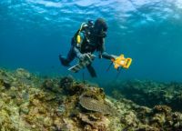 Tim Ilmuwan Berhasil Identifikasi 2 Spesies Baru dari Laut Dalam Australia Barat