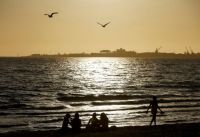 Tanda-Tanda Flu Burung Mematikan Terdeteksi di Pulau Sub-Antarktika Australia