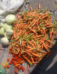 Musim Kemarau, Harga Wortel di Samosir Meroket