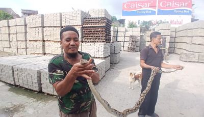 Ular Sanca Sepanjang 4 Meter Diamankan Pekerja dari Gudang Pabrik Batako