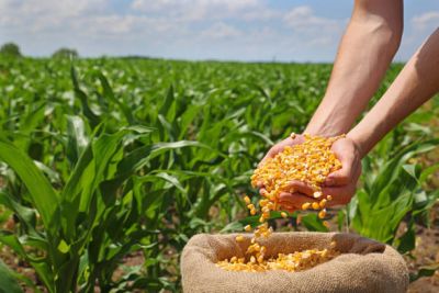 Harga Jagung Naik, Pengamat: Pontensi Ancam Efektivitas Program MBG
