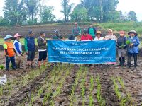 TPL Salurkan Dukungan Pertanian untuk Empat Kelompok Tani Simalungun