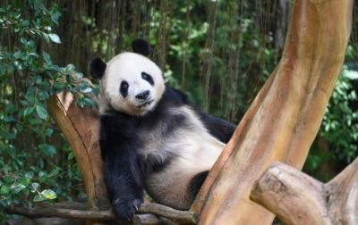 Panda dan Budaya China Pikat Pengunjung Istana Panda di Taman Safari Indonesia