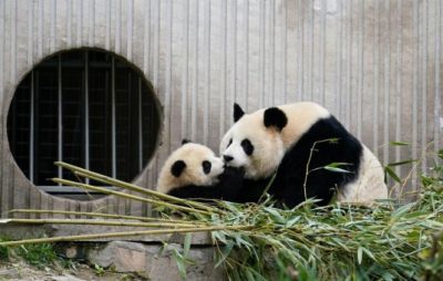 Populasi Panda Raksasa di Penangkaran China Naik Dua Kali Lipat dalam Satu Dekade