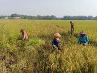 Kesejahteraan Petani Sumut Meningkat, Nilai Tukar Petani April 2026 Naik 3,37 Persen