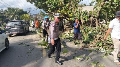 Singkirkan Pohon Tumbang, Kasat Lantas Polres Padangsidimpuan: Keselamatan Pengguna Jalan Prioritas Utama