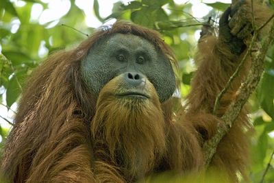 Orangutan Tapanuli Ditemukan Tewas Usai Banjir Sumatera, Kerusakan Habitat Ancam Ekonomi Lingkungan
