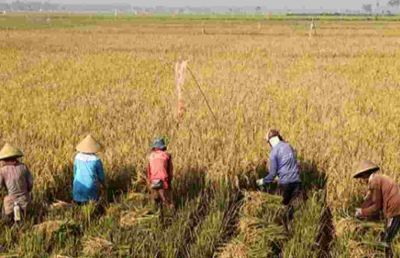 Sumut Catat Lonjakan Produksi Padi 24,7 Persen, Luas Panen Padi Tembus 542 Ribu Hektare