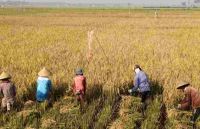 Sumut Catat Lonjakan Produksi Padi 24,7 Persen, Luas Panen Padi Tembus 542 Ribu Hektare