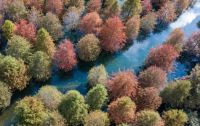 Reforestasi China Sukses Perluas Habitat 73,6 Persen Spesies Burung Hutan