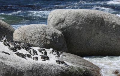 Studi Ungkap Penguin Afrika Hadapi Kelaparan Massal dan Terancam Punah di Alam Liar