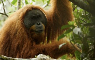 Duka Batang Toru: Kematian Orangutan Tapanuli Menyingkap Kejahatan Ekosida di Jantung Sumatera ​