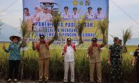 Geliat Ekonomi dari Lahan Rawa: Panen Raya di Mardingding Perkuat Kedaulatan Pangan Sumut