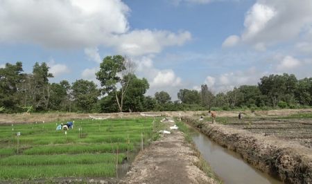 Bulog Sumsel Babel Bidik Penyerapan 172 Ribu Ton Beras pada 2026