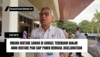 Ribuan Hektare Sawah di Sumsel Terendam Banjir, 4000 Hektare Padi Siap Panen Berhasil Diselamatkan