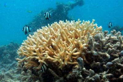 Studi Terbaru: Terumbu Karang Berperan Atur Ritme Harian Mikroba di Laut