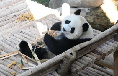 Resmi Diperkenalkan, Panda Raksasa Chen Xing dan Xiao Yue Jadi Primadona Baru Malaysia