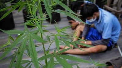 Nekat Tanam Ganja di Dapur Rumah, Tiga Buruh Bangunan Diciduk Polisi