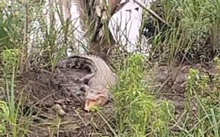 BKSDA Sumsel Buru Buaya Sepanjang 2 Meter yang Terkam Lansia di Sematang Borang Palembang