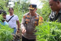 Polres Tanah Karo Gerebek Ladang Ganja di Desa Cinta Rakyat, 33 Batang Disita