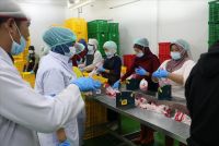 Satgas Pangan Polda Sumut Jamin Stok Daging Ayam Aman hingga Idul Fitri 2026