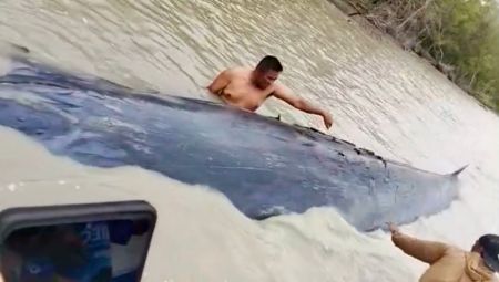 Sempat Dikira Kayu Gelondongan, Paus 10 Meter Terdampar di Sungai Somor OKI