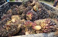 Harga TBS Sawit Sumsel Periode II Februari 2026 Naik ke Rp3.569 per Kg