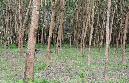 Petani Karet Sumsel Sambut Positif Pembebasan Tarif Ekspor ke AS