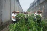 Lapas Kelas I Medan Panen Sayur Hasil Budidaya Ketahanan Pangan Warga Binaan