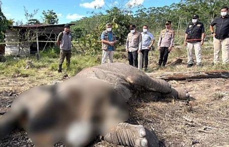 Anak Gajah Ditemukan Tewas di Tesso Nilo, Polda Riau Selidiki Dugaan Jerat