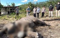 Anak Gajah Ditemukan Tewas di Tesso Nilo, Polda Riau Selidiki Dugaan Jerat