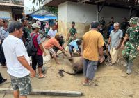 Hangatkan Ramadan di Pengungsian, Pemprov Sumut Salurkan 4 Lembu untuk Korban Banjir Bandang Tapsel