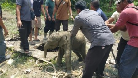 Kawanan Gajah Sumatra Ngamuk di Siak, Rusak Rumah dan Kendaraan Warga: Ternyata Ini Penyebabnya