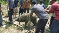 Kawanan Gajah Sumatra Ngamuk di Siak, Rusak Rumah dan Kendaraan Warga: Ternyata Ini Penyebabnya