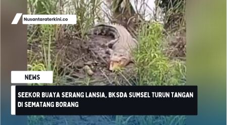 Seekor Buaya Serang Lansia, BKSDA Sumsel Turun Tangan di Sematang Borang