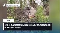 Seekor Buaya Serang Lansia, BKSDA Sumsel Turun Tangan di Sematang Borang