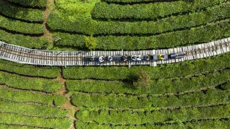 Wisata Perkebunan Teh Pu'er di Yunnan: Padukan Edukasi dan Pengalaman Memetik Langsung