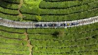 Wisata Perkebunan Teh Pu'er di Yunnan: Padukan Edukasi dan Pengalaman Memetik Langsung