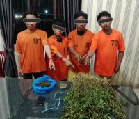 Polres Karo Gerebek Rumah Kontrakan di Kabanjahe, 75 Batang Ganja dan 4 Pria Diamankan