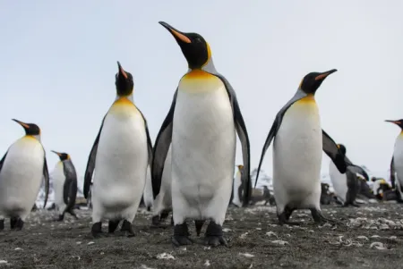 Penguin Kaisar di Ambang Kepunahan: Saat Es Antartika Tak Lagi Jadi Rumah