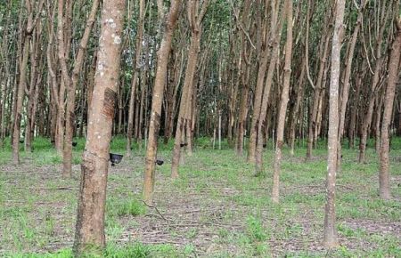 Harga Karet Global Menguat di Level Rp33.917 Per Kilogram, Petani Sumsel Didorong Jaga Kualitas Bokar
