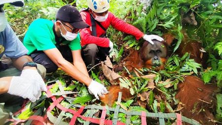 Orangutan Masuk Ladang Warga Langkat, BBKSDA Sumut Lakukan Evakuasi dan Pelepasliaran