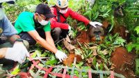 Orangutan Masuk Ladang Warga Langkat, BBKSDA Sumut Lakukan Evakuasi dan Pelepasliaran