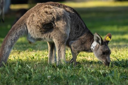 Studi Australia Ungkap Kanguru Tempuh Jalur Evolusi Tak Lazim untuk jadi Hewan Pemakan Rumput